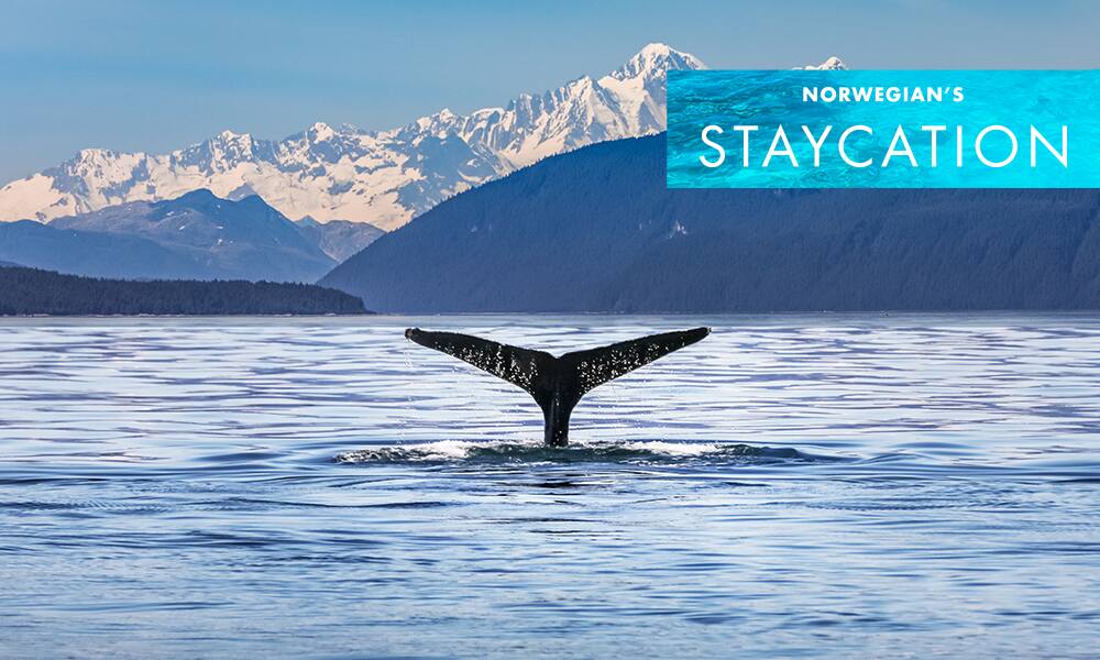 Wildlife Excursions to Experience on Your Alaska Cruise Blog de viajes de NCL